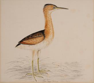Pen & ink & water colour over pencil on wove paper. Laid down on cardboard.
