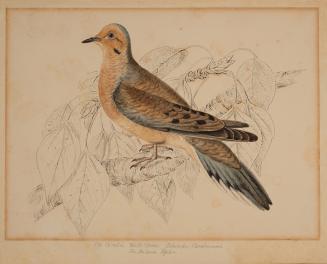 Illustration of a bird on a branch with sketched leaves in the background
