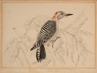 Illustration of a bird on a black walnut tree branch with leaves in the background