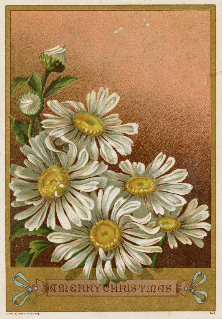 The card pictures white and yellow daisy flowers against a copper and gold background.