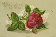 The card pictures a red rose, a small rose bud, and their stems and leaves against a beige back…