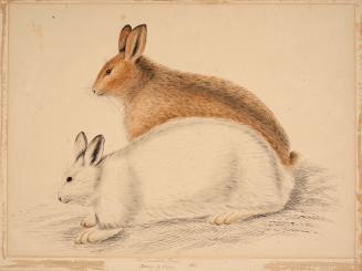 Illustration of two hares. Hare in foreground has a predominantly white coat with subtle grey s…