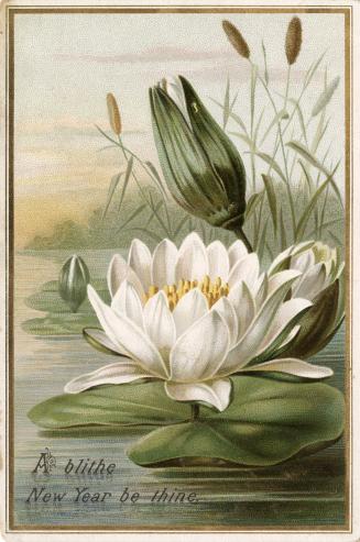 The card pictures a white water lily and lily pad. More water lilies, bulrushes and a lake are …