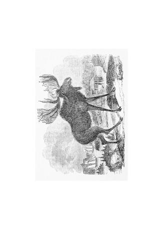 Forest life and forest trees, : comprising winter camp-life among the loggers, and wild-wood adventure, with descriptions of lumbering operations on the various rivers of Maine and New Brunswick