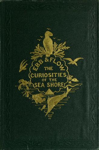 Ebb and flow : the curiosities & marvels of the sea-shore : a book for young people