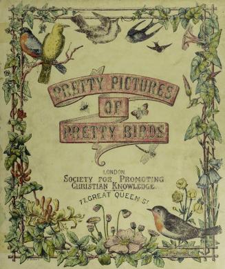 Pretty pictures of pretty birds