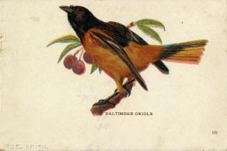 Image of a Baltimore Oriole perched upon a branch of a cherry tree. Image of three pails of thr ...