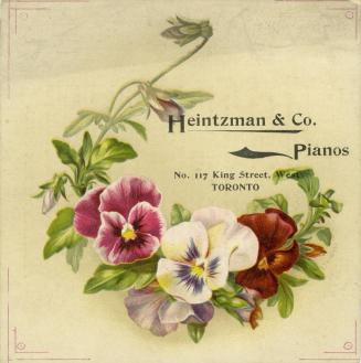 Illustration of various coloured pansies and the leaves. 