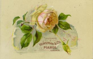 Illustration of a pink peony or a rose in full bloom with green leaves. 