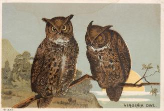 Colour card advertisement. Front of card depicts two owls on a branch, one with eyes closed. Th ...