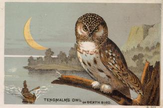 Colour card advertisement. Front of card depicts an owl on a branch, perched over a river. The  ...