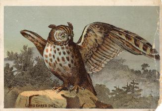  Colour card advertisement. Front of card depicts an owl with wings spread, looking to the left ...