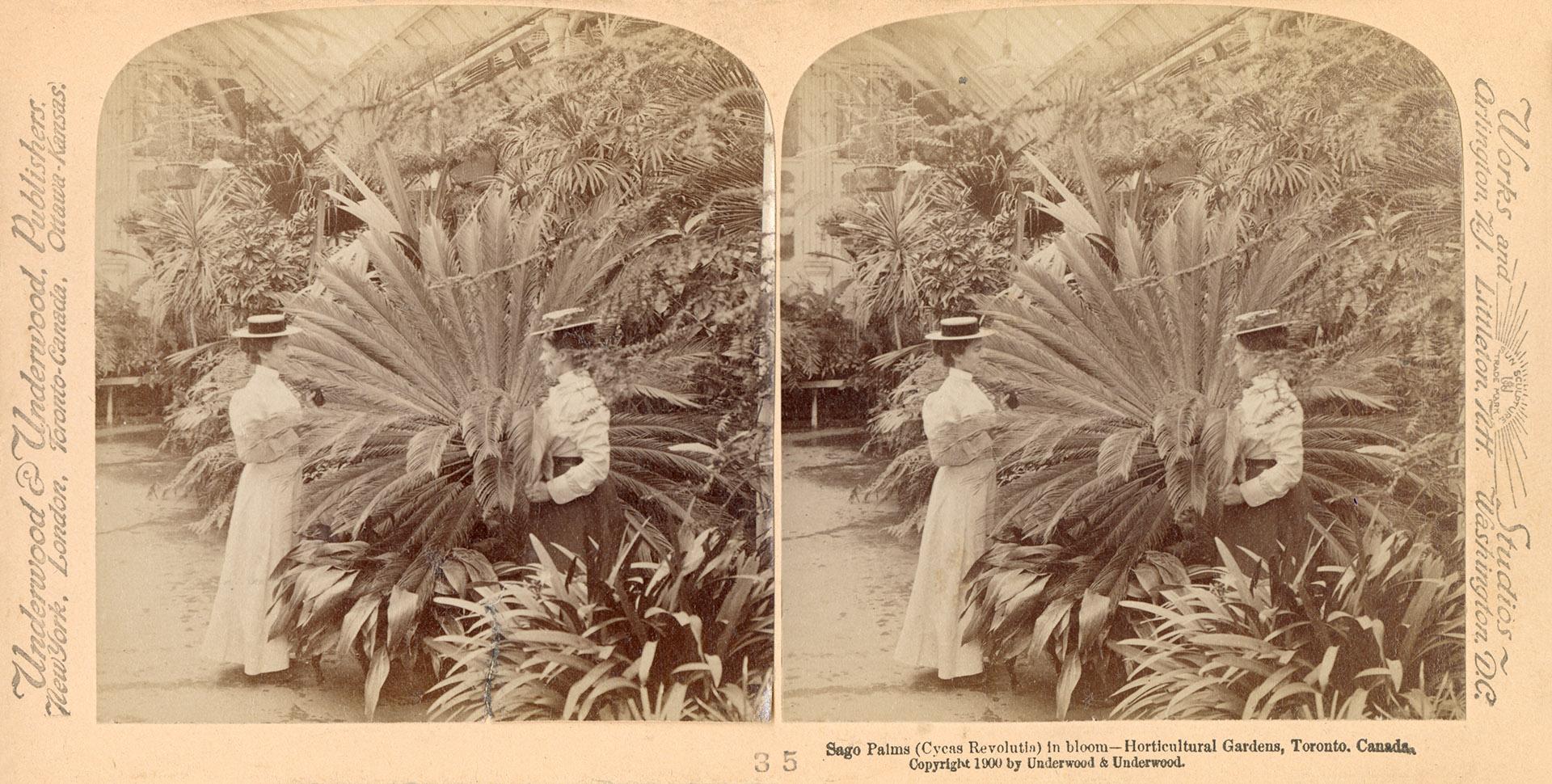 Two women in straw boaters look at gigantic palm plants in a glassed in greenhouse.