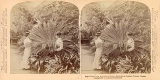 Two women in straw boaters look at gigantic palm plants in a glassed in greenhouse.