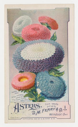 Colour card advertisement depicting an assortment of aster flowers. The back contains text that ...