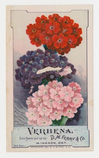 Colour card advertisement depicting an assortment of verbena flowers. The back contains text th ...