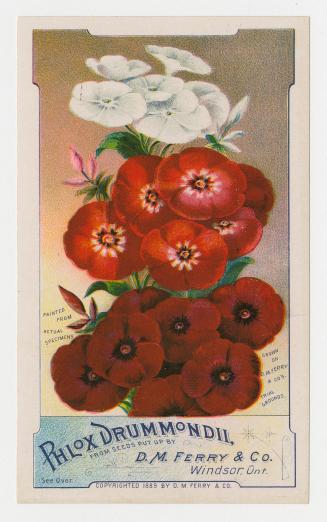 Colour card advertisement depicting an assortment of Phlox Drummondii flowers. The back contain ...