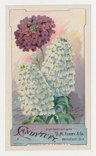 Colour card advertisement depicting an assortment of Candytuft flowers. The back of the card co ...