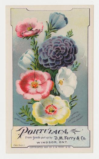 Colour card advertisement depicting an assortment of Portulaca flowers. The back of the card co ...