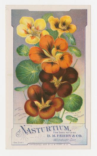 Colour card advertisement depicting an assortment of Nasturtium flowers. The back of the card c ...