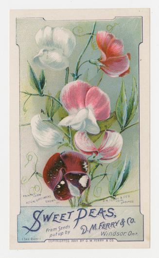 Colour card advertisement depicting an assortment of Sweet Peas flowers. The back of the card c ...