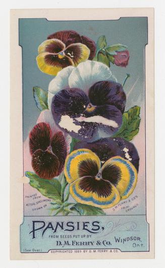 Colour card advertisement depicting an assortment of Pansies flowers. The back of the card cont ...