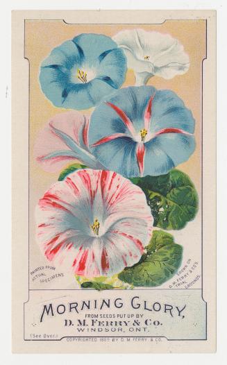 Colour card advertisement depicting an assortment of Morning Glory flowers. The back of the car ...