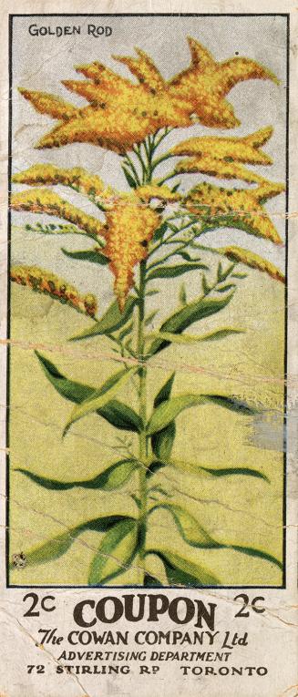 Illustration of a golden rod plant