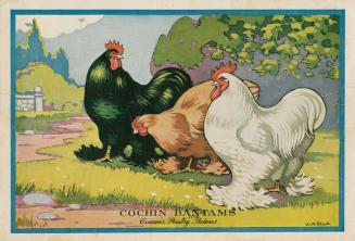 Cochin Bantams Cowan's poultry pictures