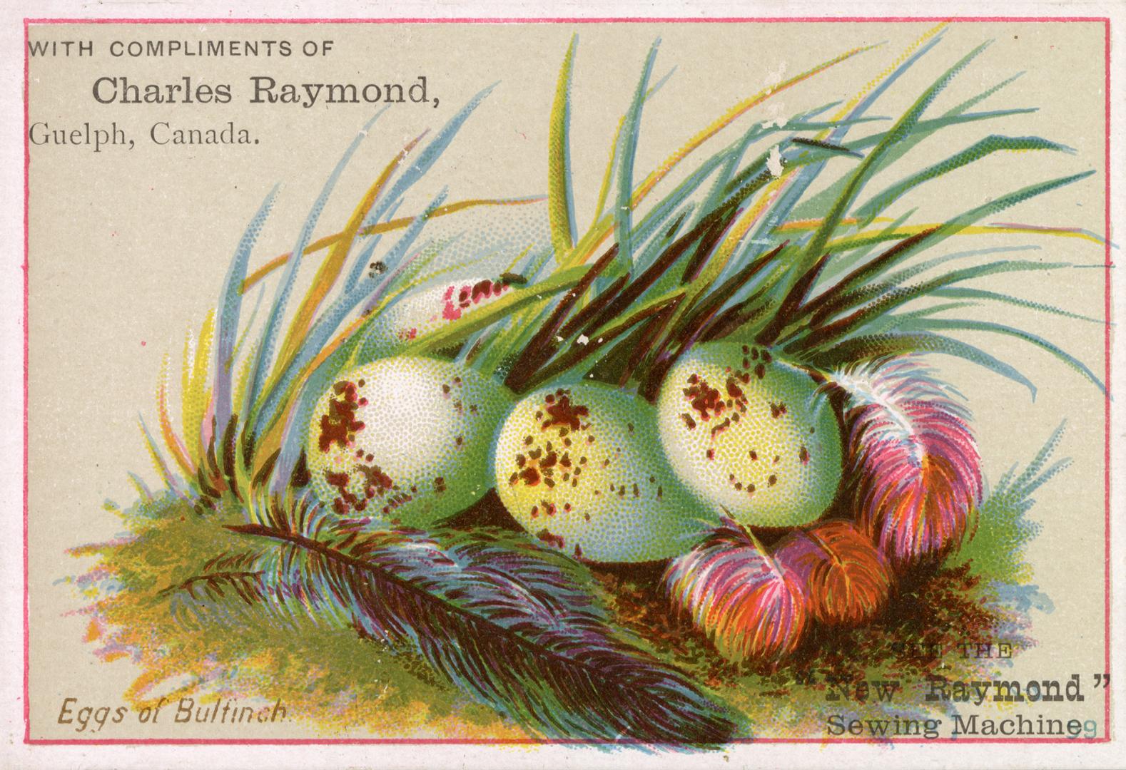 Eggs of Bulfinch